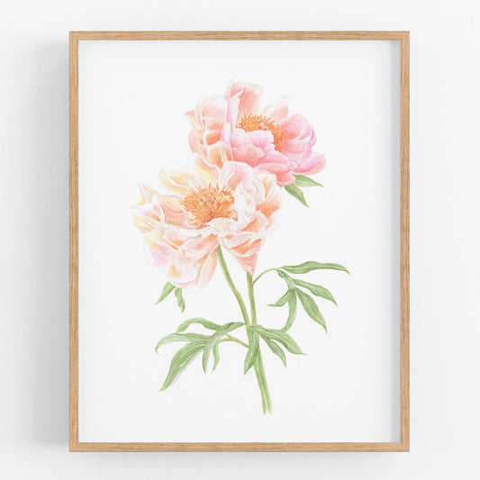 Peony Watercolor